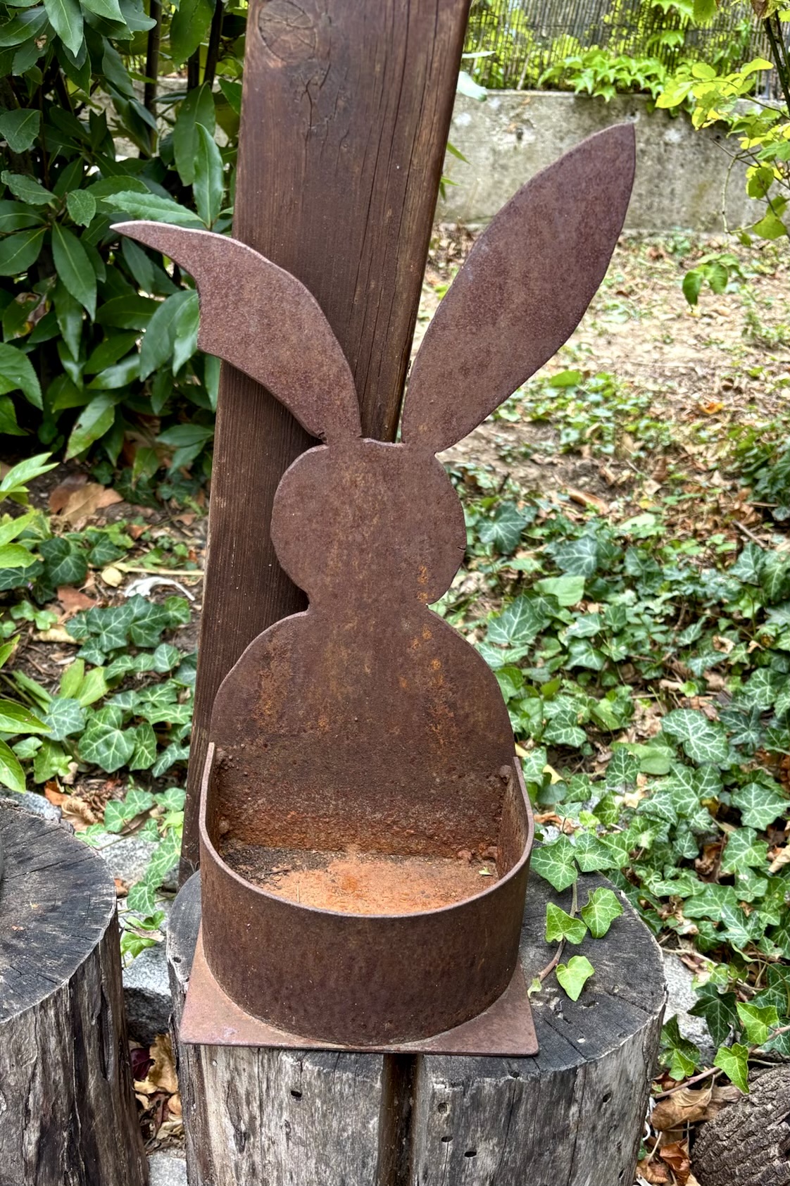 Hase